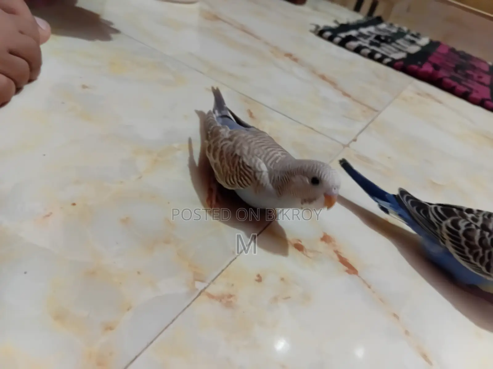 2 Pieces Budgies Baby for Sale