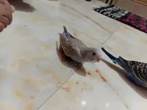 2 Pieces Budgies Baby for Sale