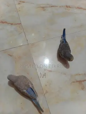 2 Pieces Budgies Baby for Sale