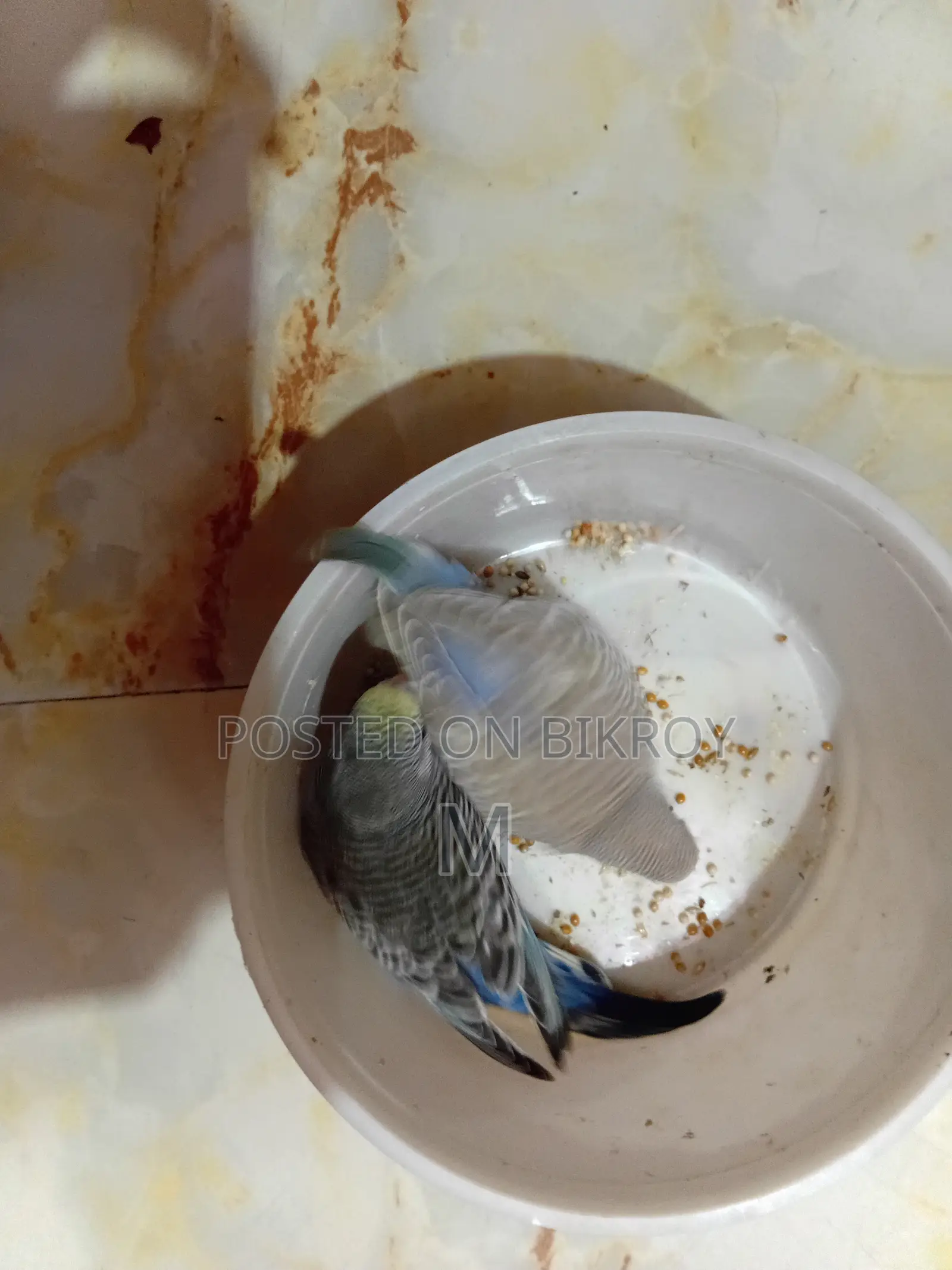2 Pieces Budgies Baby for Sale