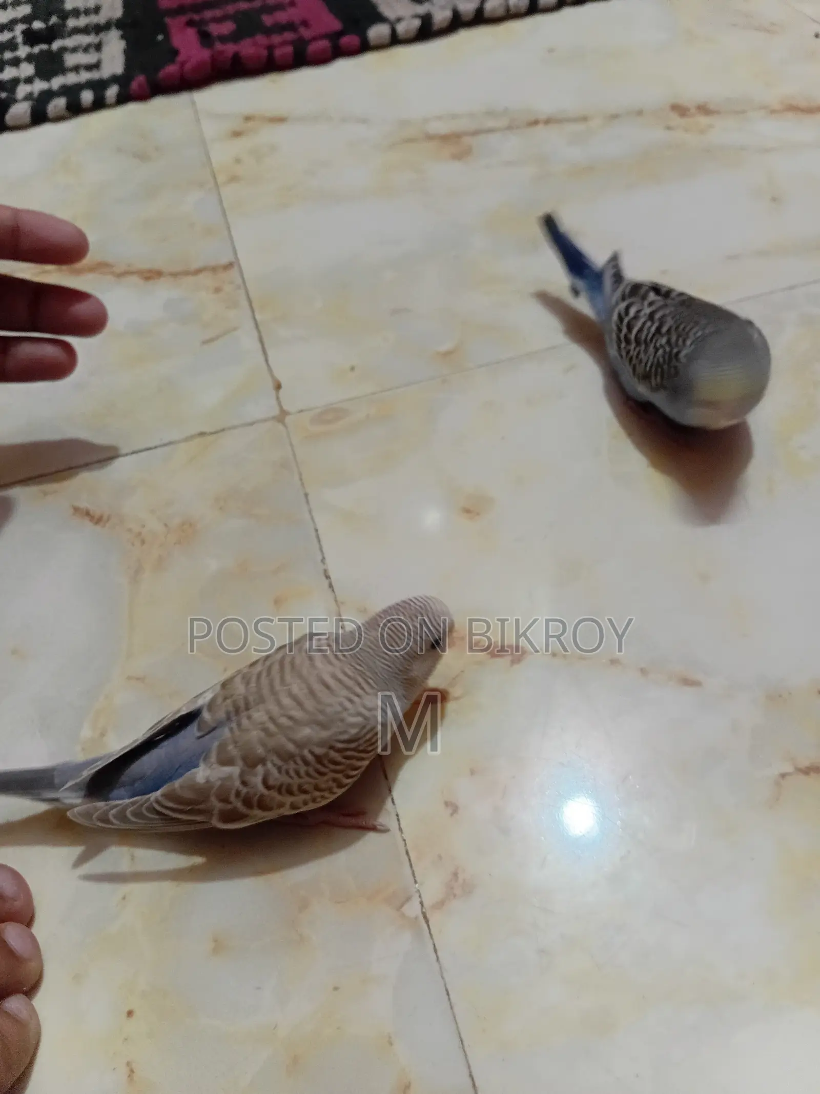 2 Pieces Budgies Baby for Sale