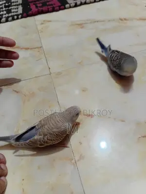 2 Pieces Budgies Baby for Sale