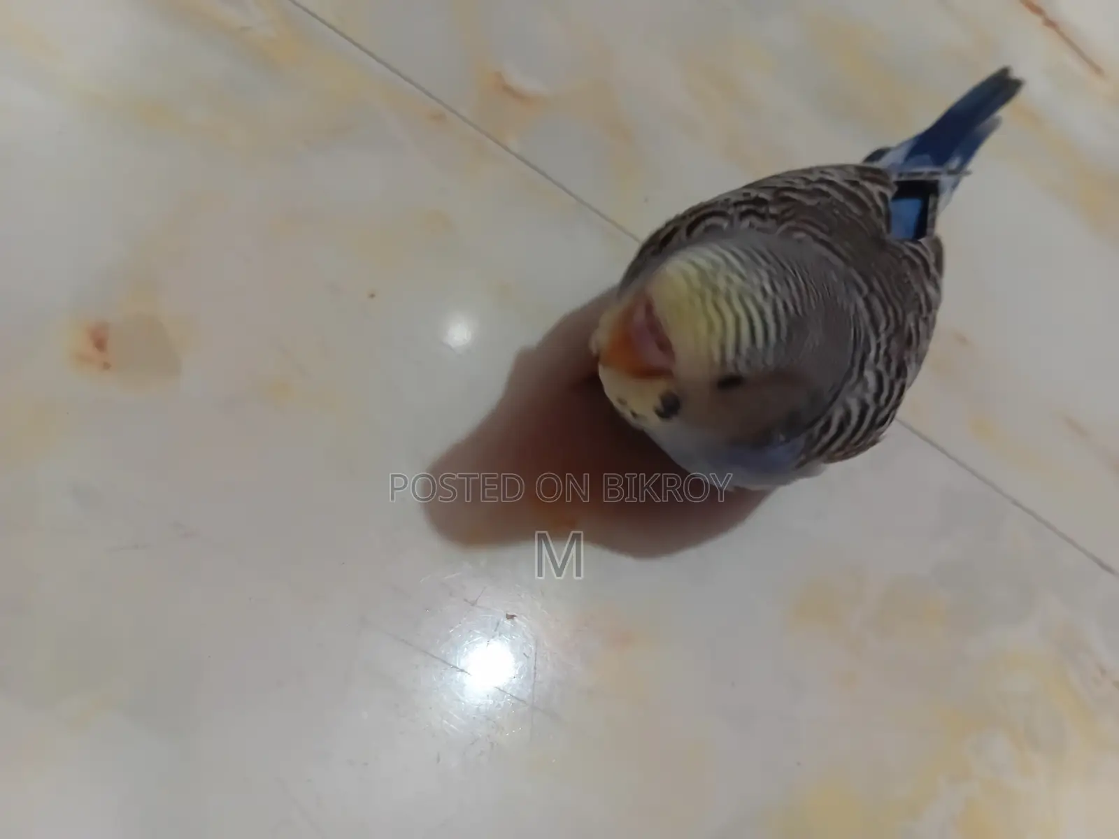 2 Pieces Budgies Baby for Sale