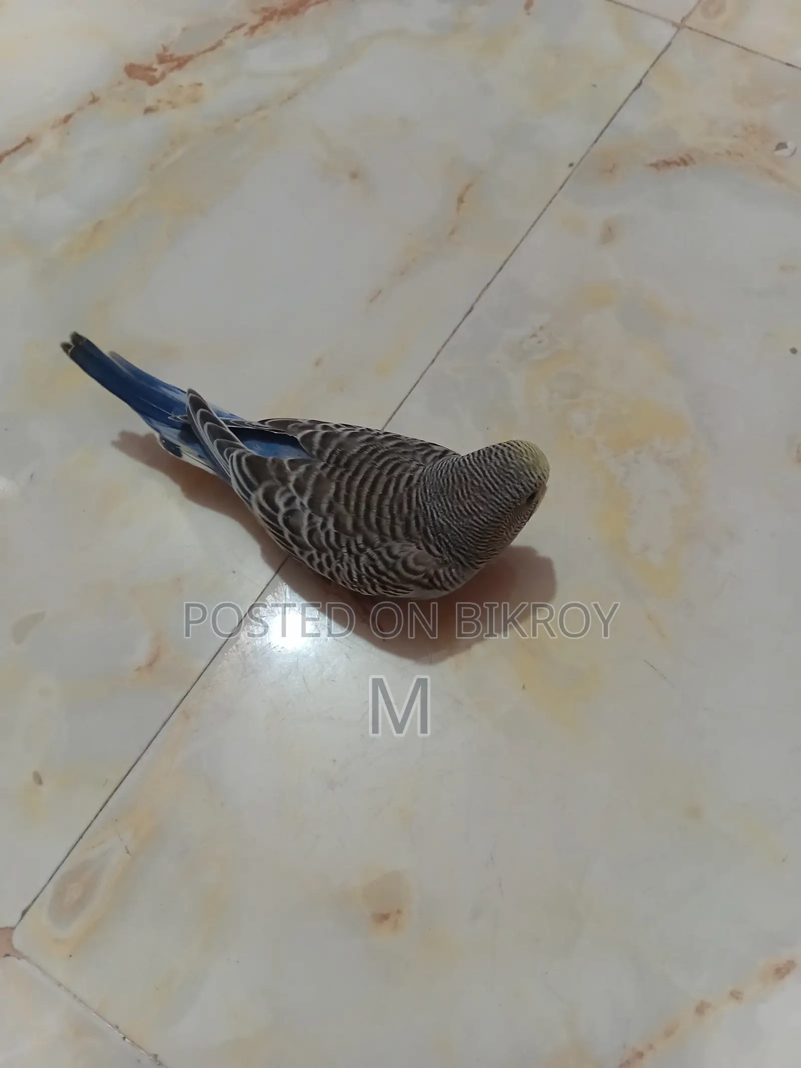 2 Pieces Budgies Baby for Sale