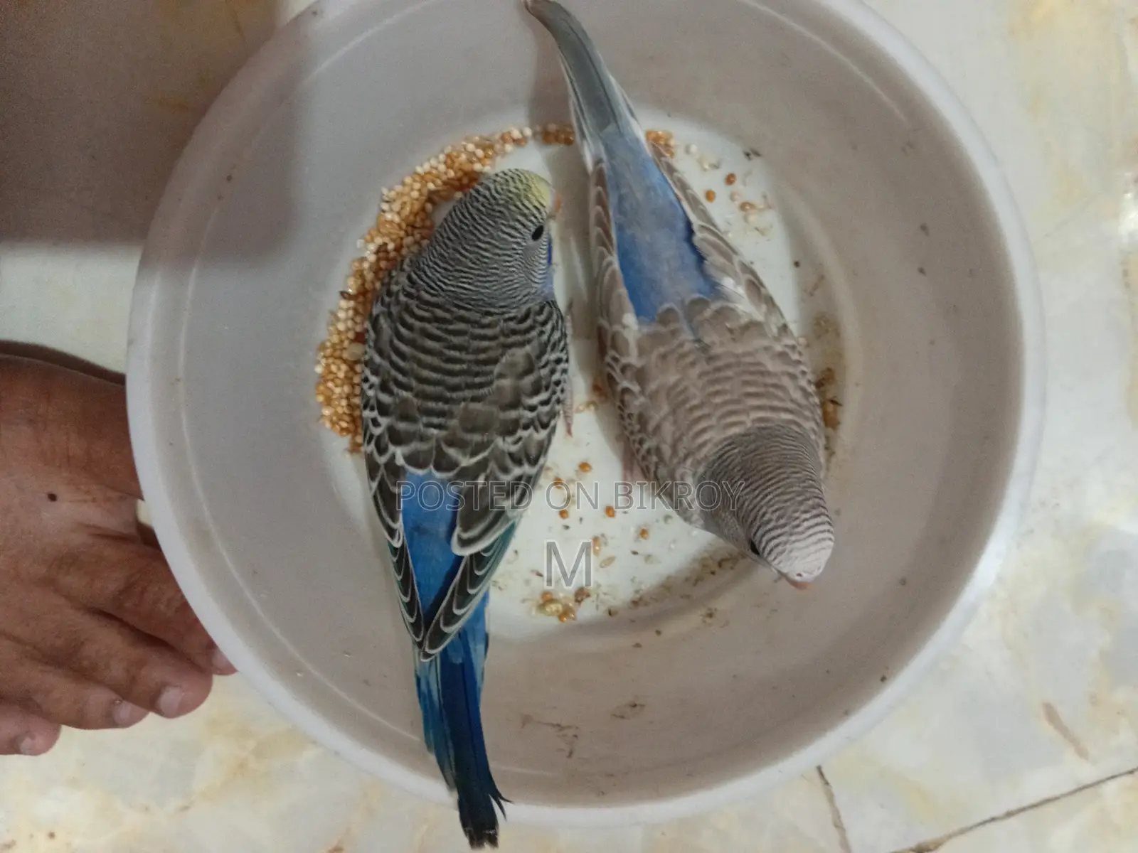 2 Pieces Budgies Baby for Sale