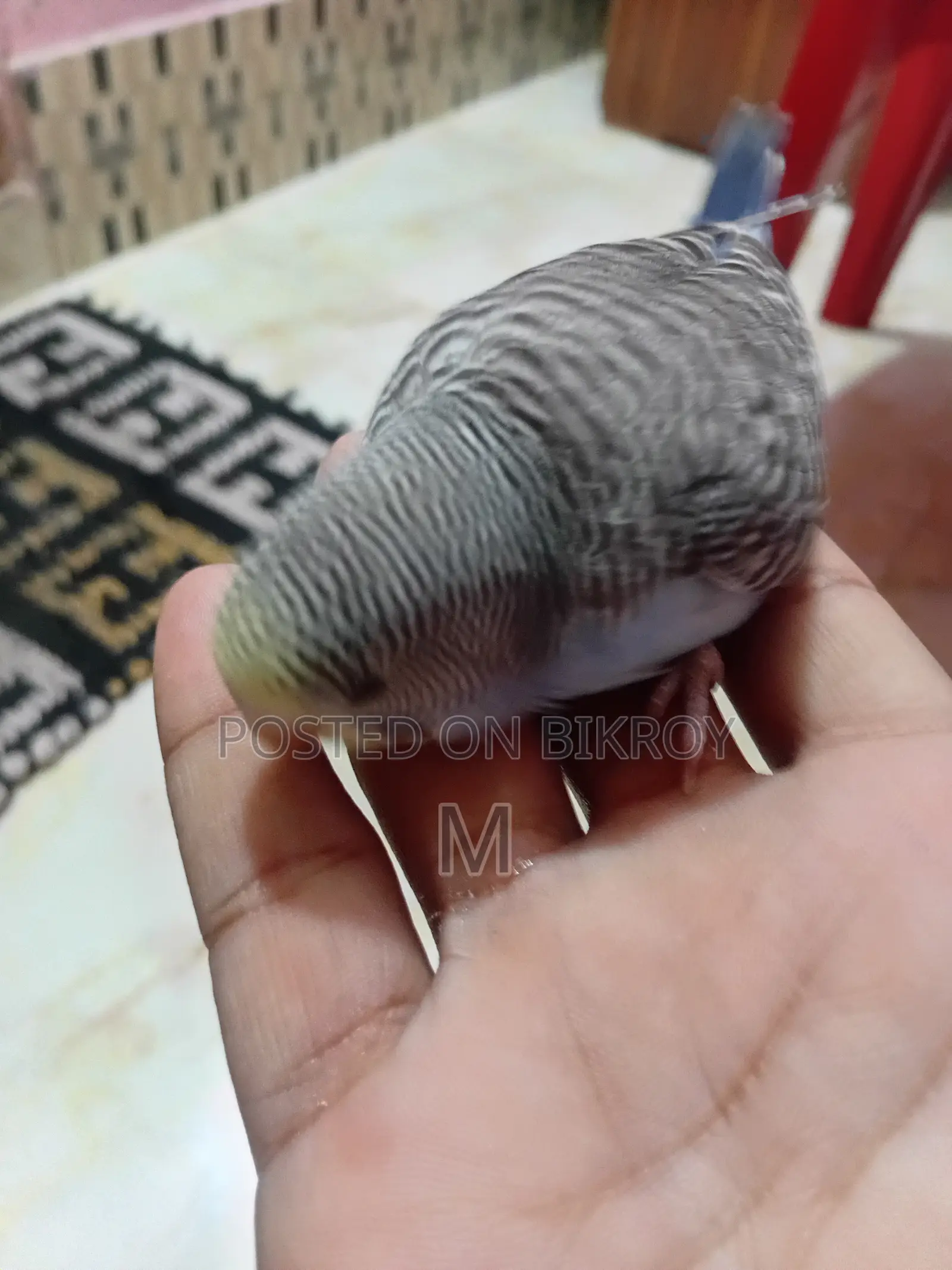 2 Pieces Budgies Baby for Sale