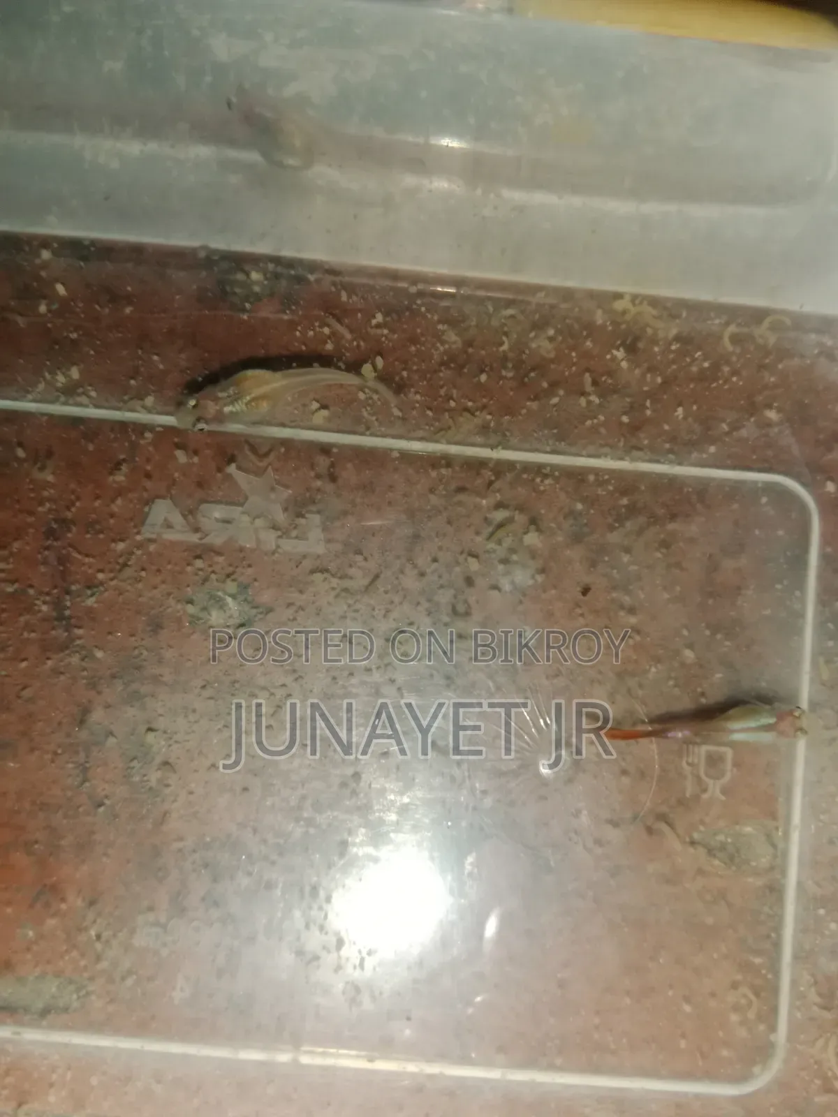 Ranig Pear Guppy ( Mix Guppy )