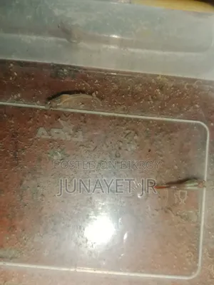 Ranig Pear Guppy ( Mix Guppy )