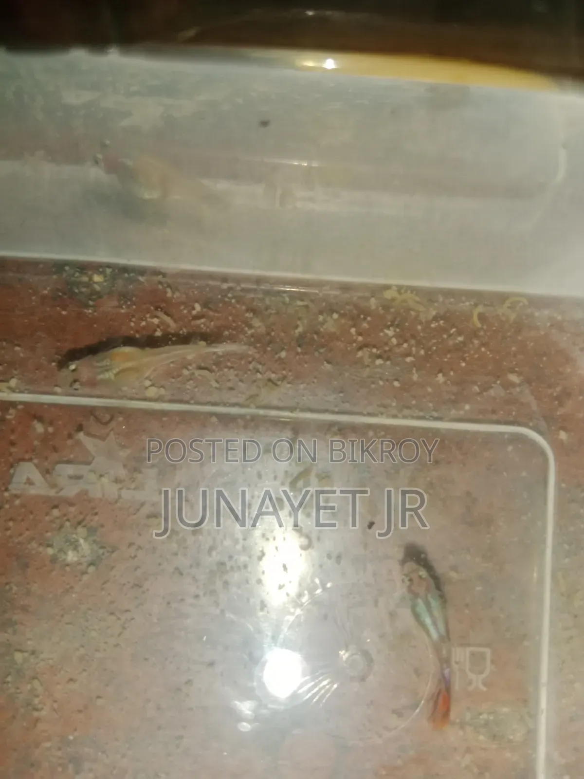 Ranig Pear Guppy ( Mix Guppy )