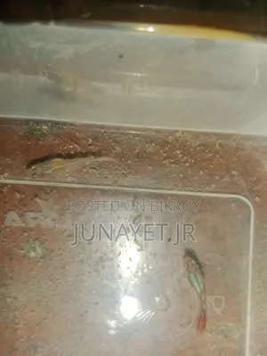 Ranig Pear Guppy ( Mix Guppy )