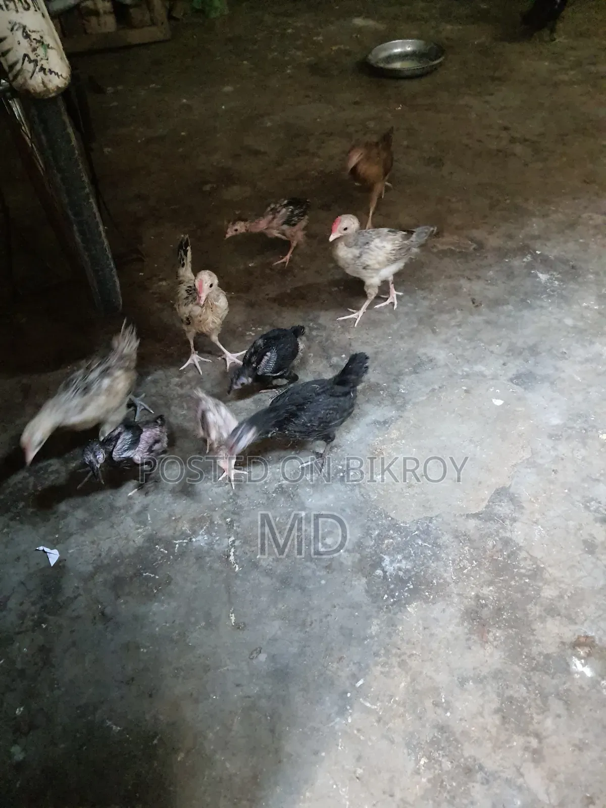 Deshi chicken chicks