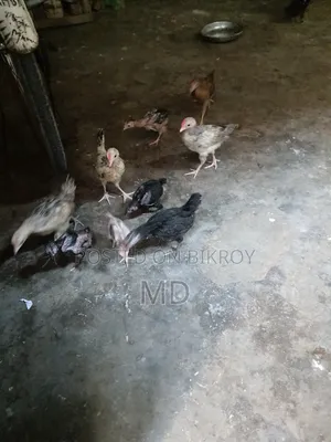 Deshi chicken chicks