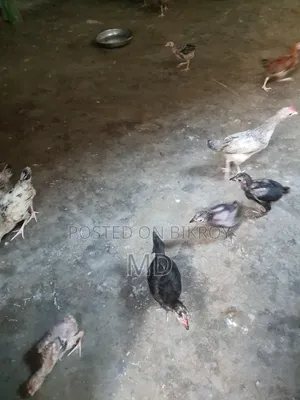 Deshi chicken chicks