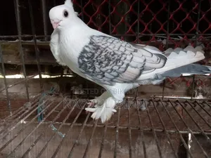 Jhorna Setting Pigeon (Male)