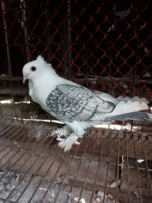 Jhorna Setting Pigeon (Male)
