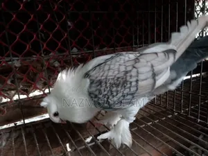 Jhorna Setting Pigeon (Male)