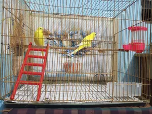 Lutino Lovebird
