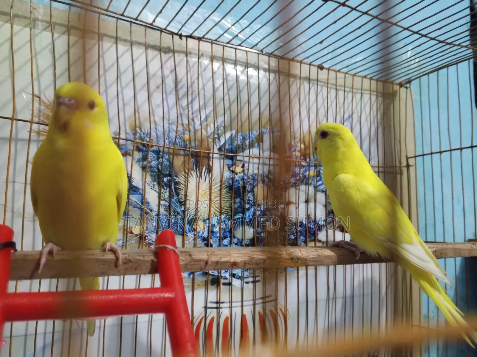 Lutino Lovebird