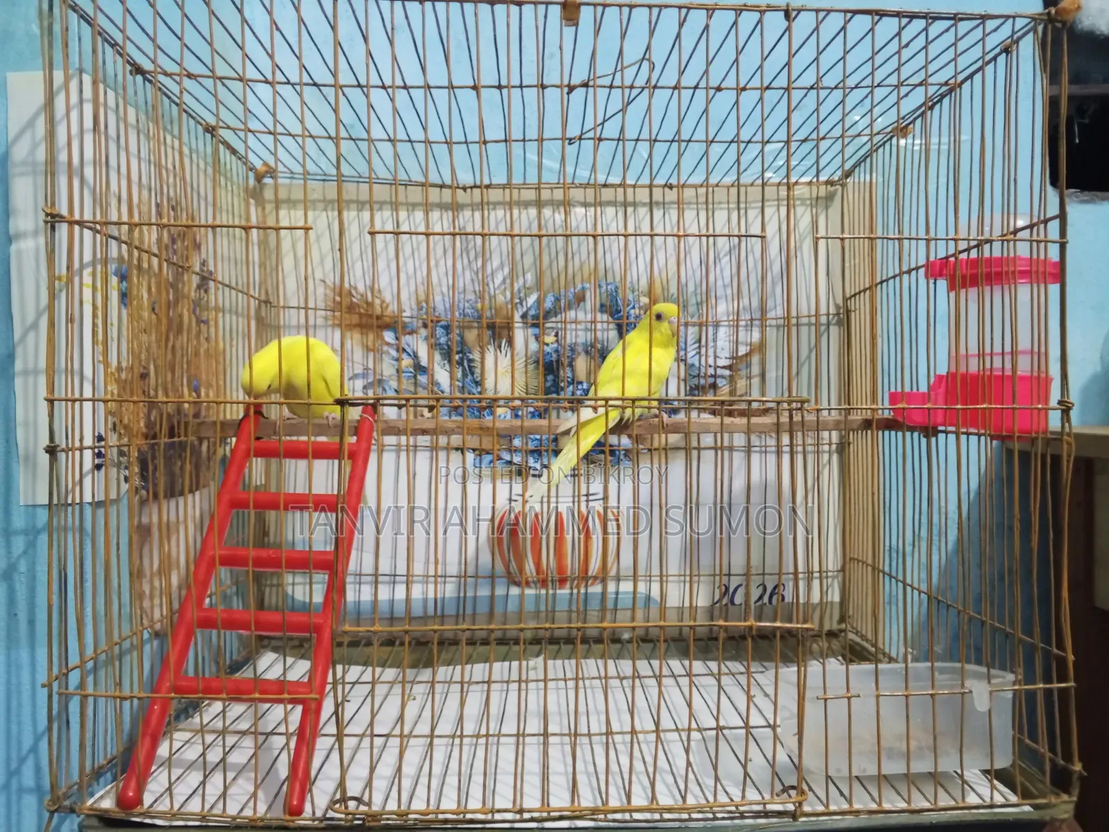 Lutino Lovebird