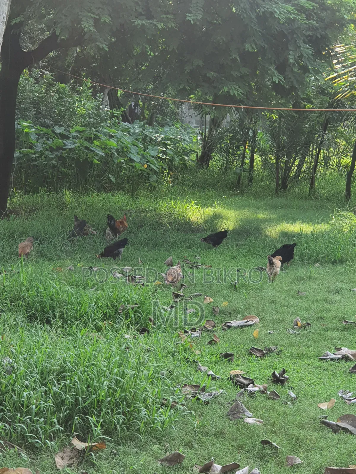 Desi Chicken