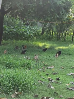 Desi Chicken