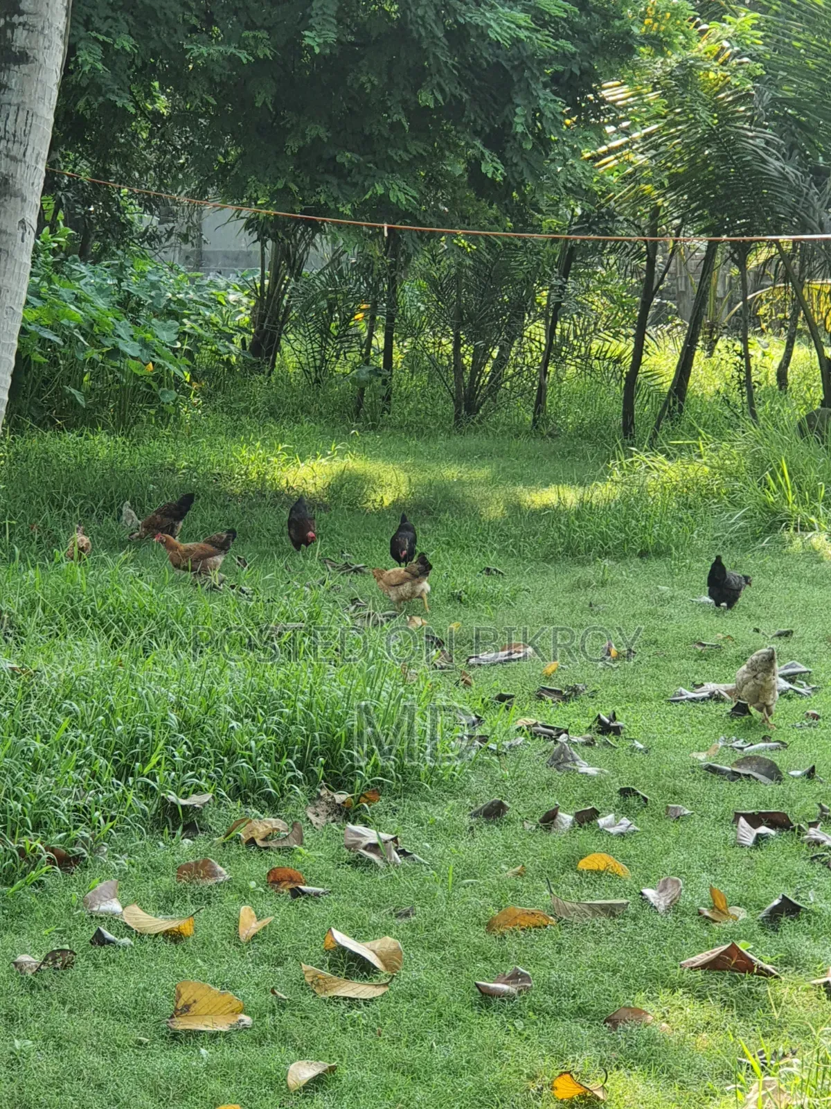 Desi Chicken