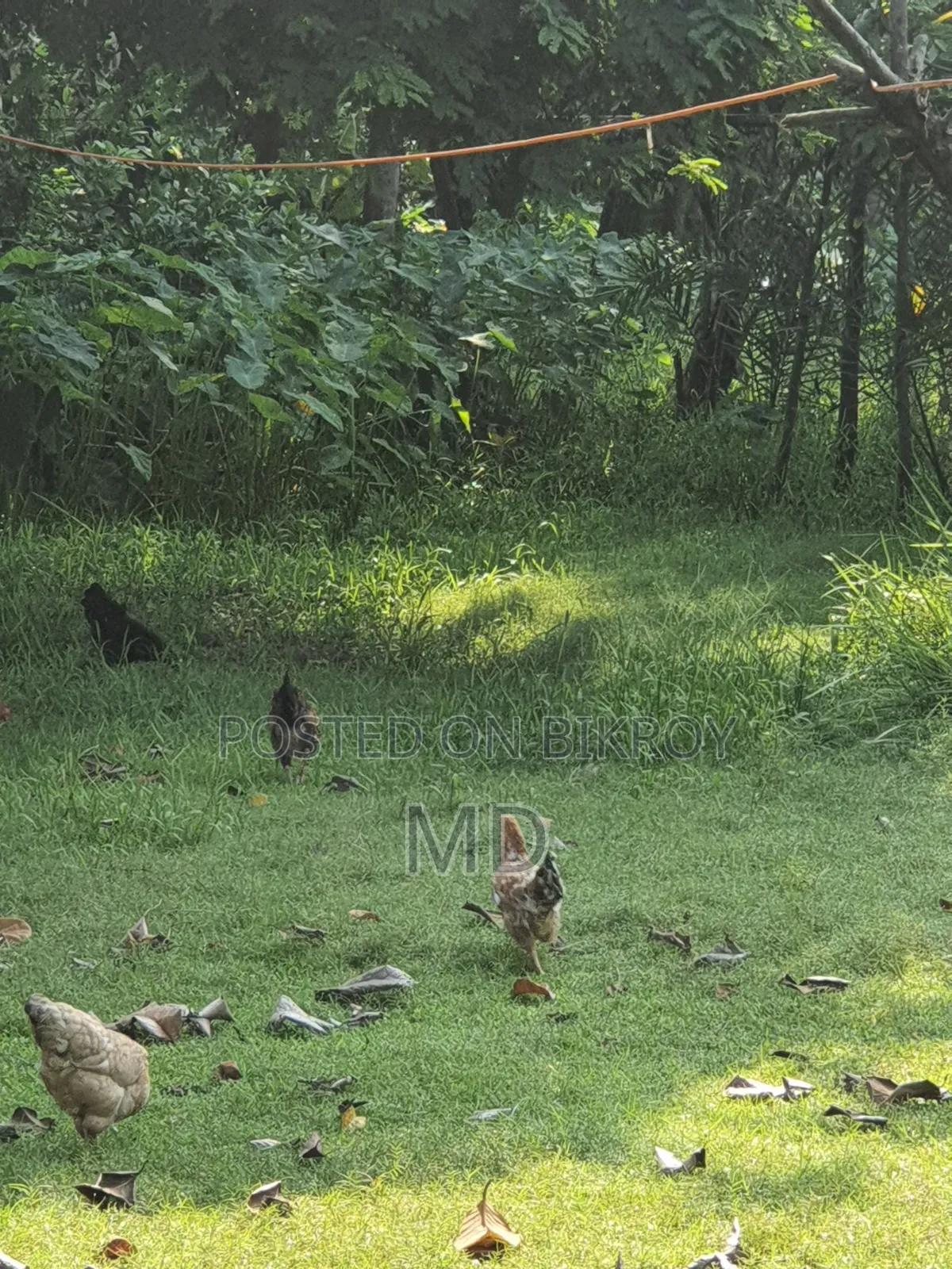 Desi Chicken