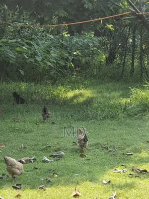 Desi Chicken
