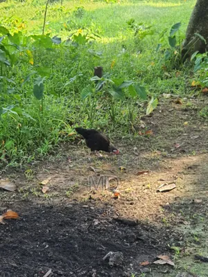 Desi Chicken
