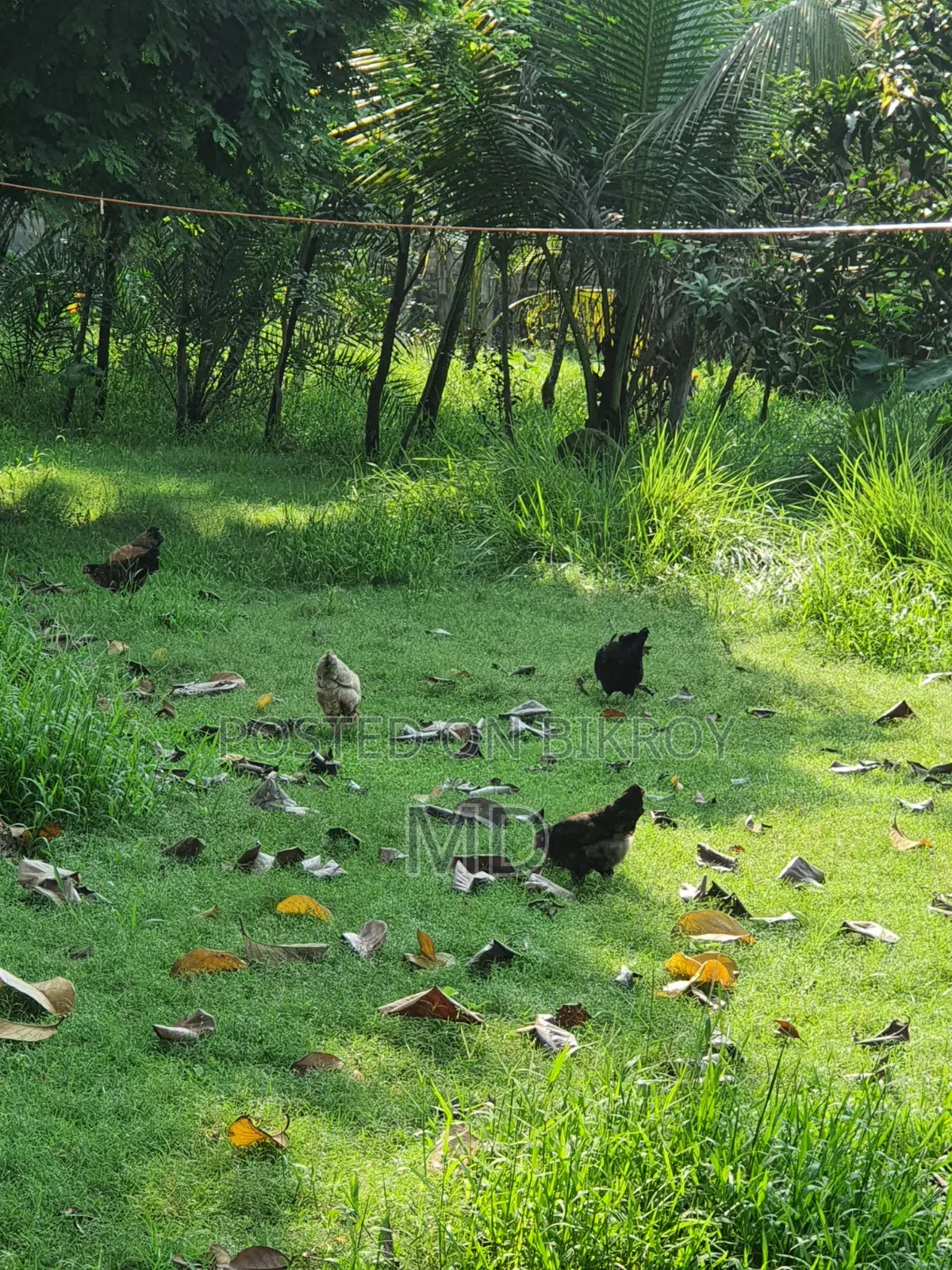 Desi Chicken