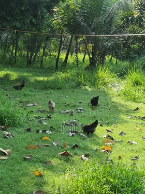 Desi Chicken
