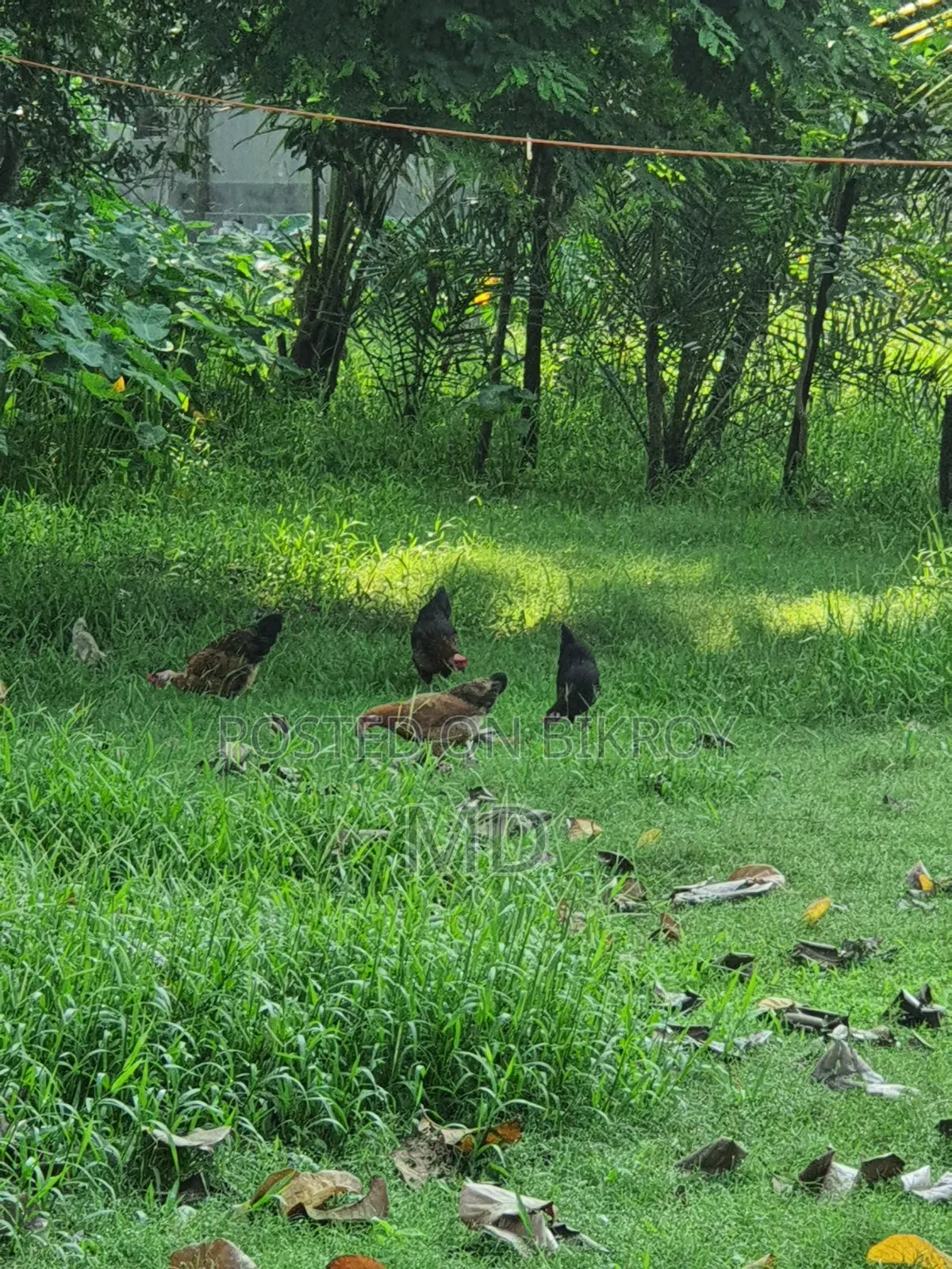 Desi Chicken