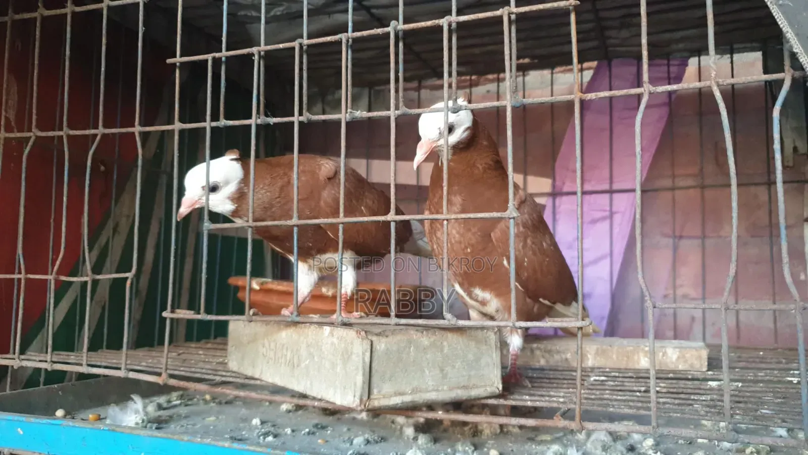 লাল গরা চুইথাল বেবি