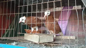 লাল গরা চুইথাল বেবি