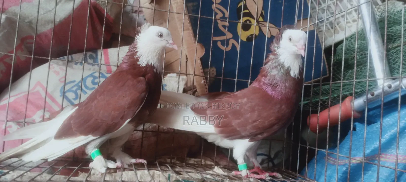 লাল গরা চুইথাল বেবি