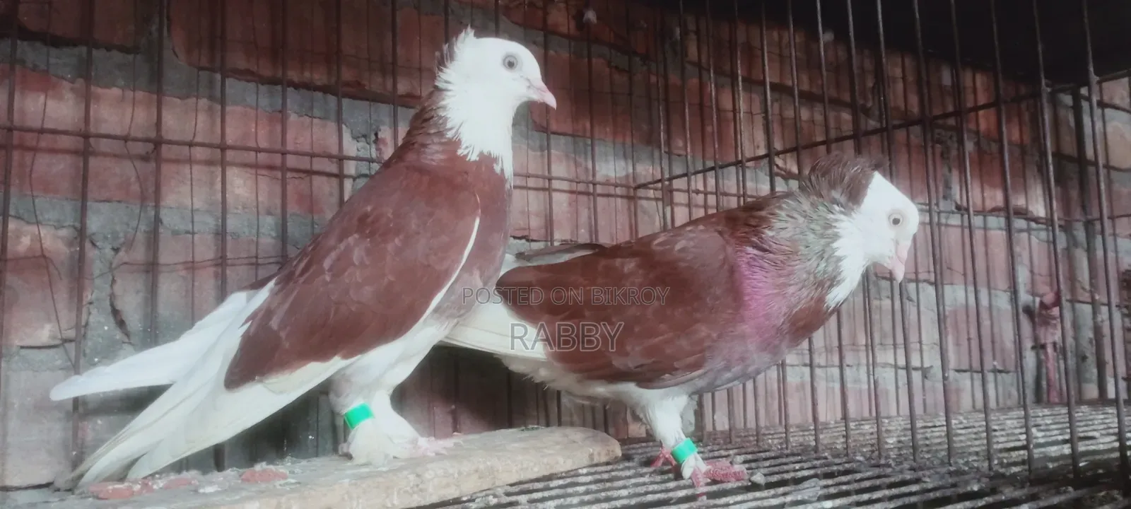লাল গরা চুইথাল বেবি