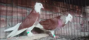 লাল গরা চুইথাল বেবি