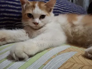 3-6 months Male Purebred Persian