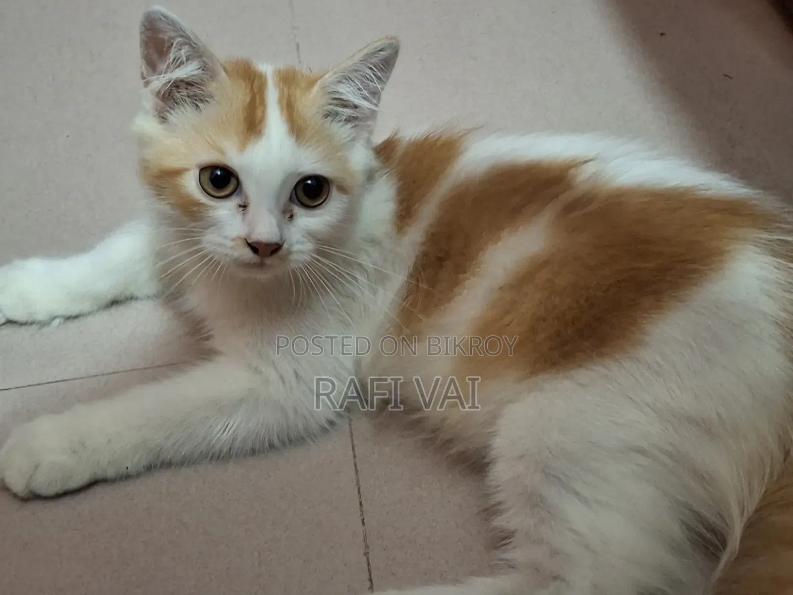 3-6 months Male Purebred Persian