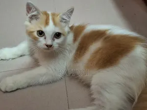 3-6 months Male Purebred Persian