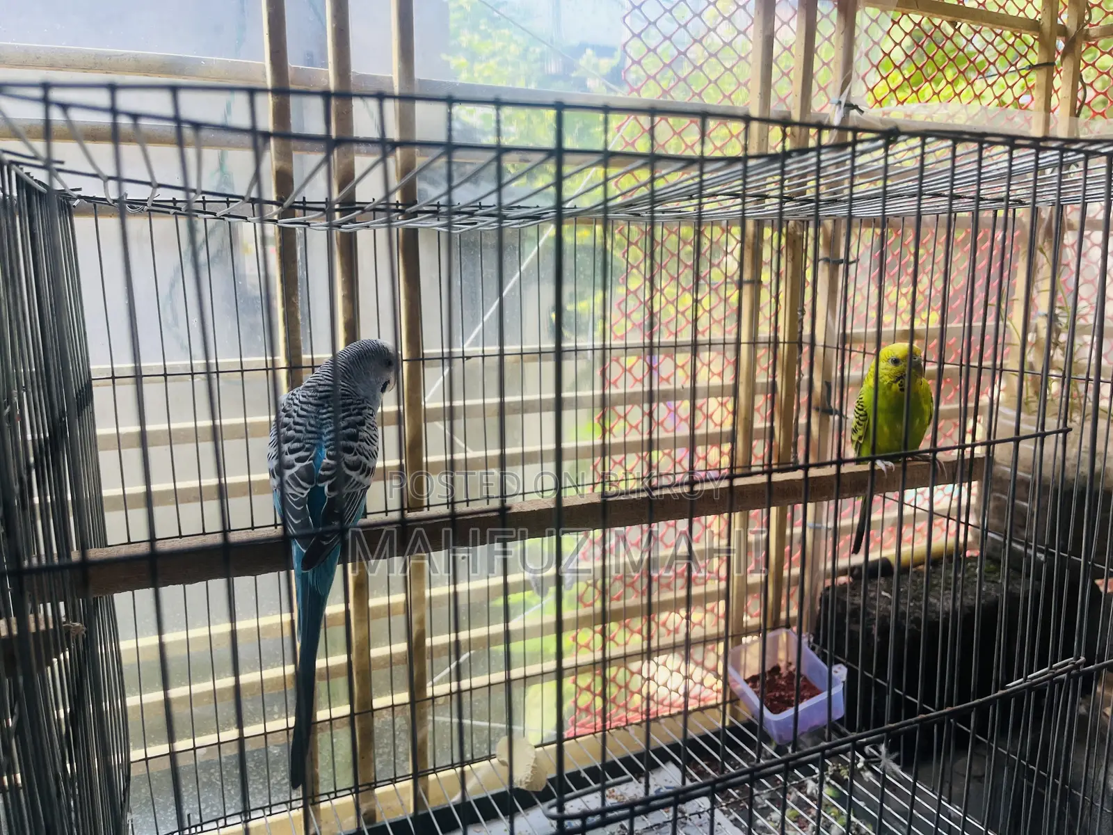 Running Budgerigar Birds and Pigeons with Cage