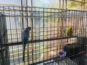 Running Budgerigar Birds and Pigeons with Cage