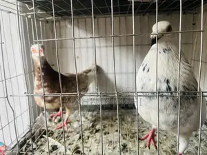 Running Budgerigar Birds and Pigeons with Cage