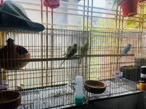 Running Budgerigar Birds and Pigeons with Cage