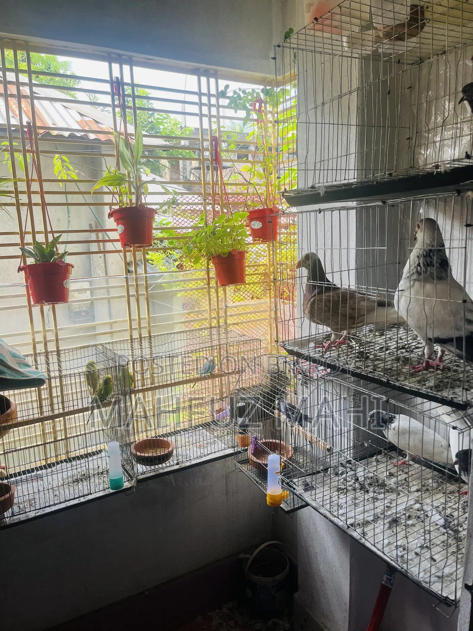 Running Budgerigar Birds and Pigeons with Cage
