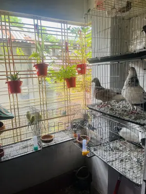 Running Budgerigar Birds and Pigeons with Cage