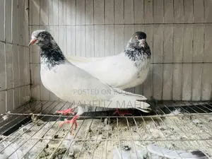 Running Budgerigar Birds and Pigeons with Cage