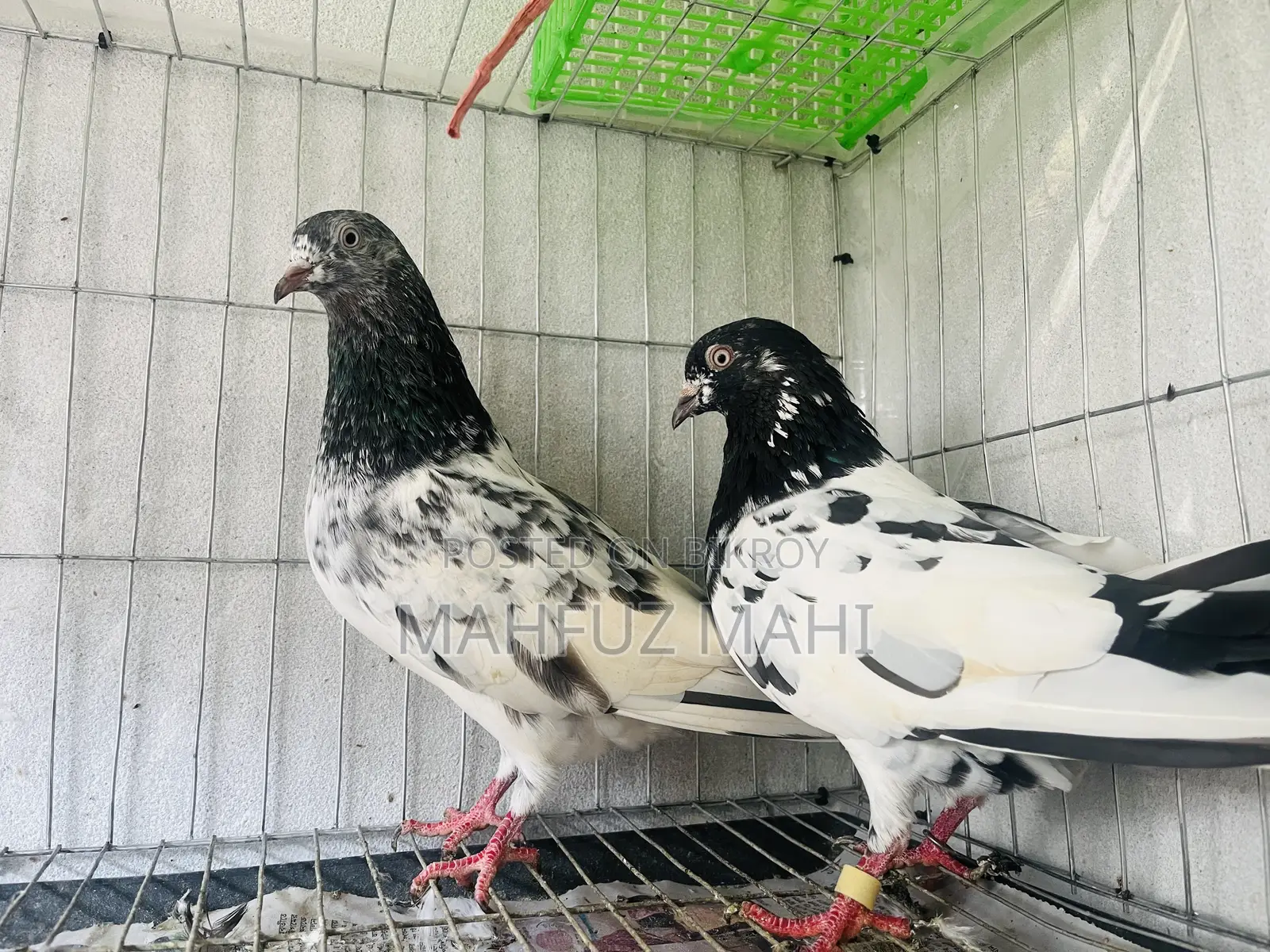 Running Budgerigar Birds and Pigeons with Cage