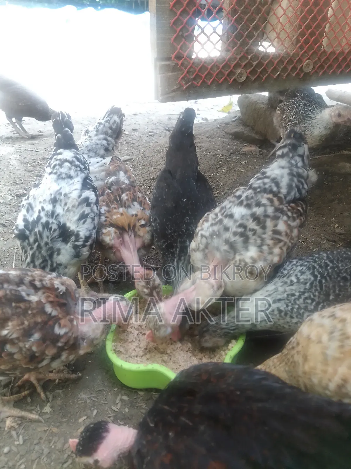 Sale of Chicxulub/Local Chicks