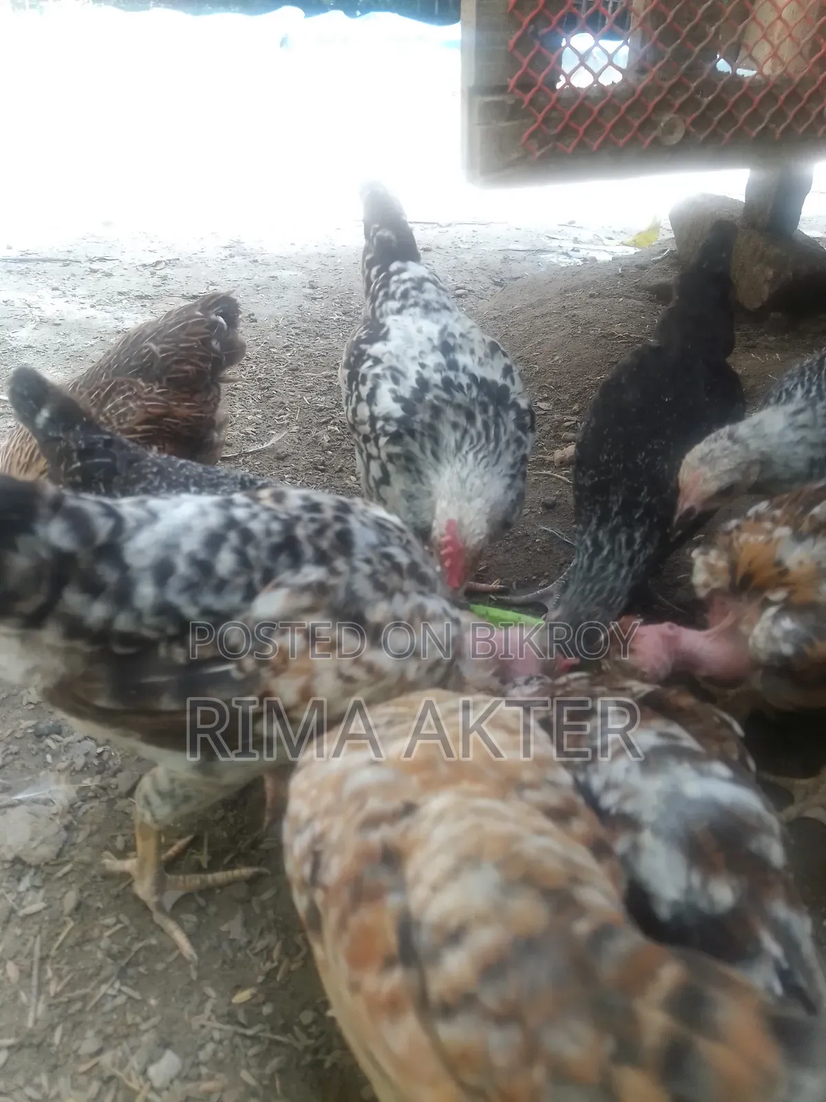 Sale of Chicxulub/Local Chicks